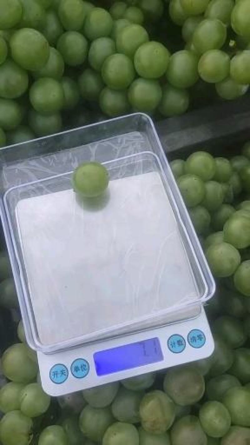 加工厂，无籽巨峰葡萄，罐头厂青果，大量供应