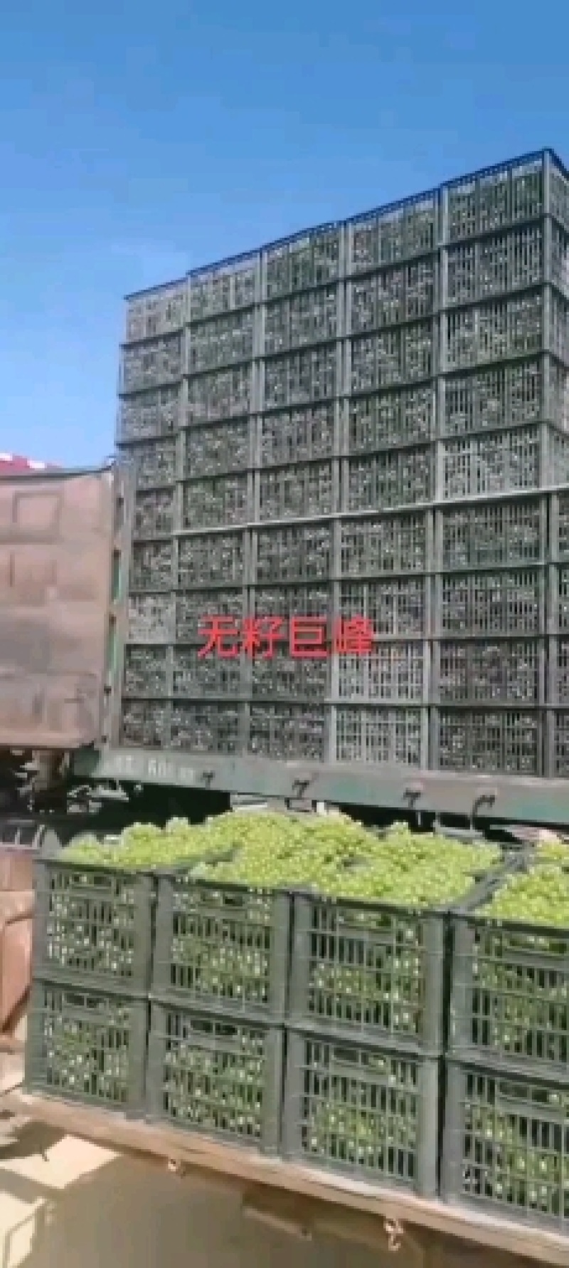 加工厂，无籽巨峰葡萄，罐头厂青果，大量供应