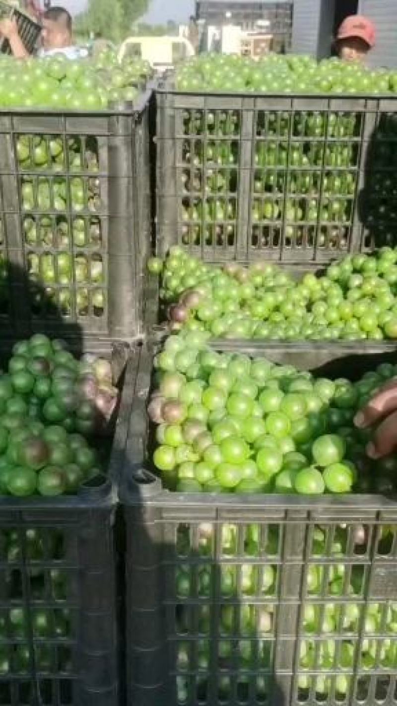 加工厂，无籽巨峰葡萄，罐头厂青果，大量供应