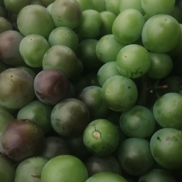 加工厂，无籽巨峰葡萄，罐头厂青果，大量供应