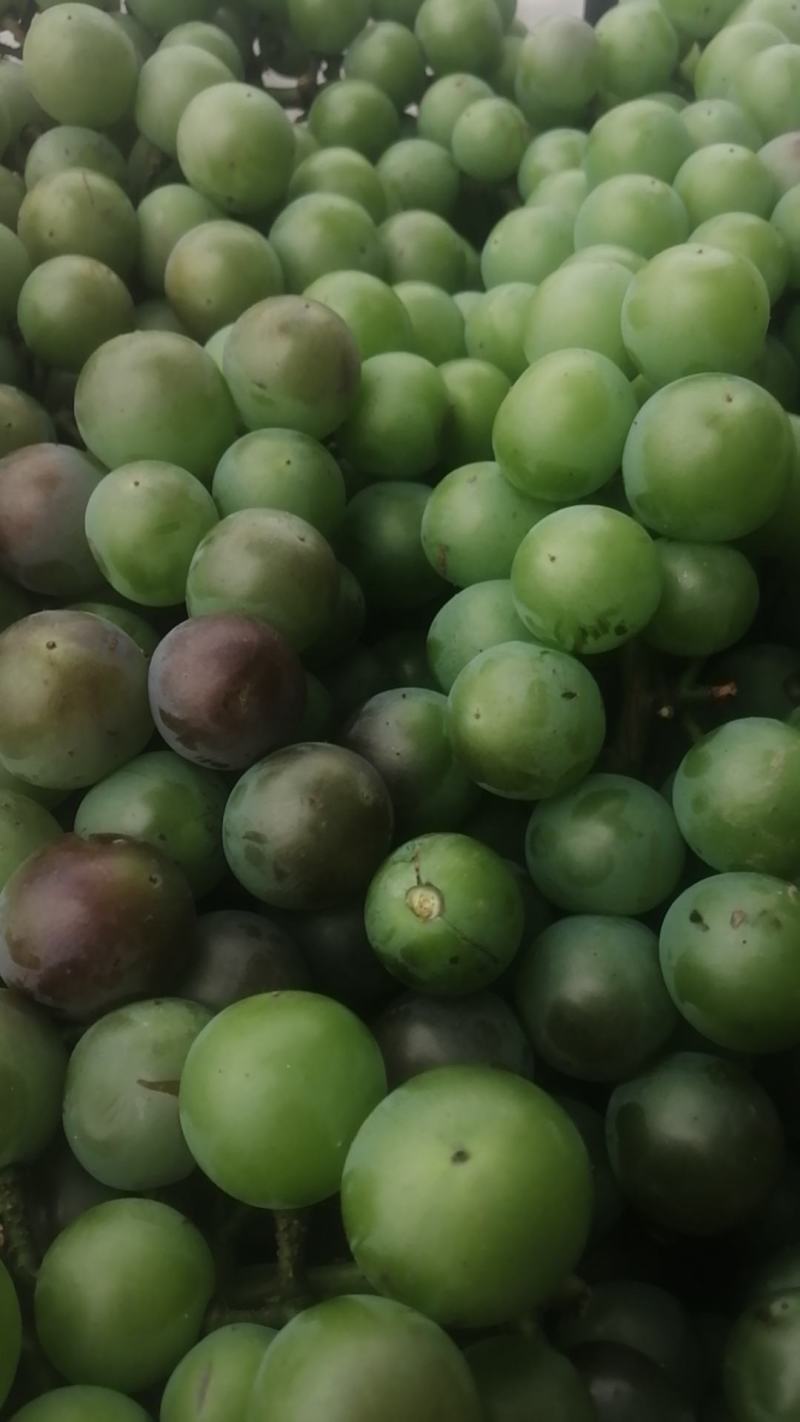 加工厂，无籽巨峰葡萄，罐头厂青果，大量供应
