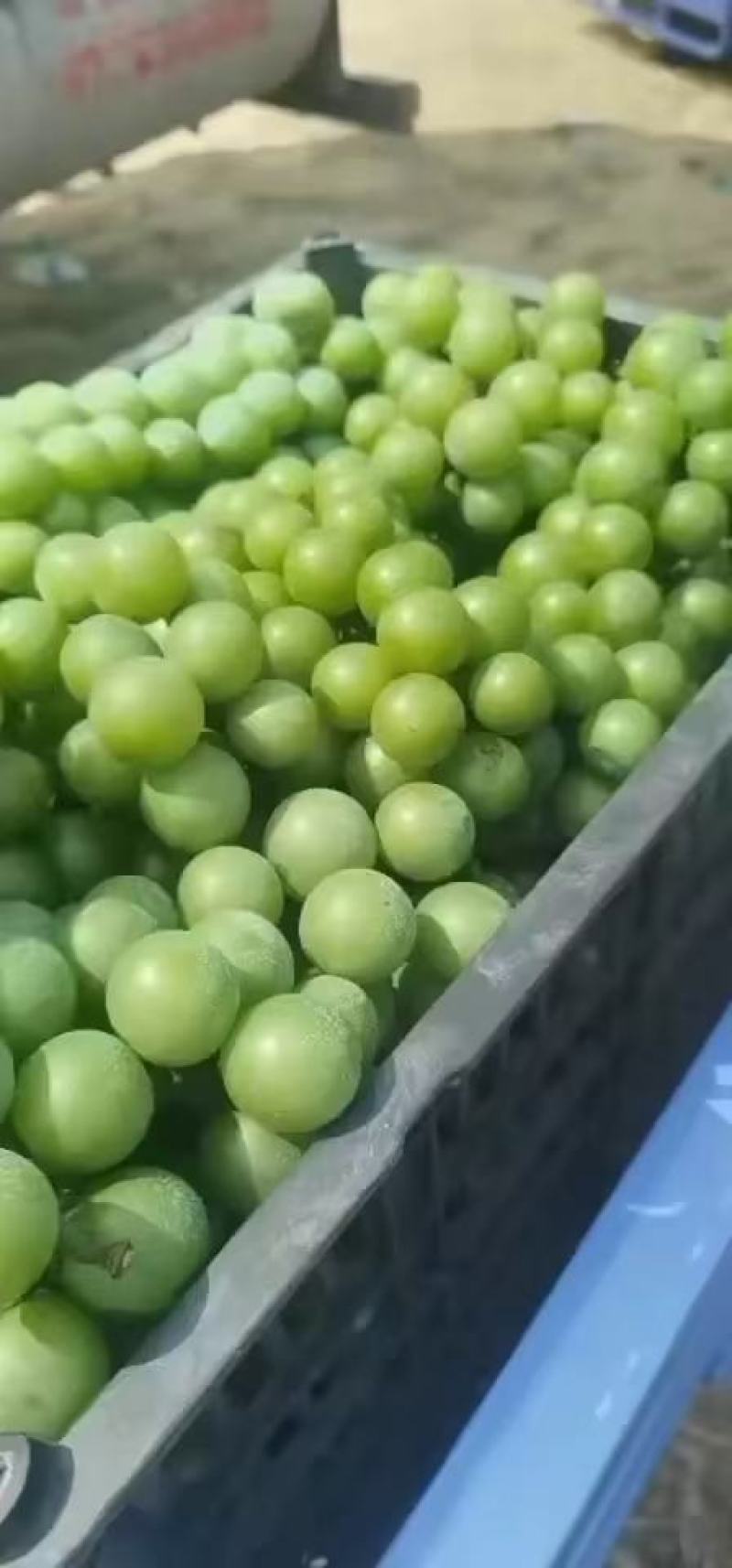 加工厂，无籽巨峰葡萄，罐头厂青果，大量供应