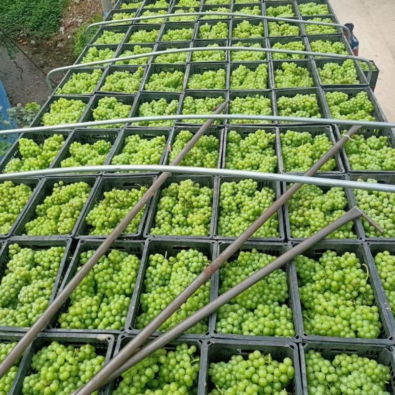 加工厂，无籽巨峰葡萄，罐头厂青果，大量供应