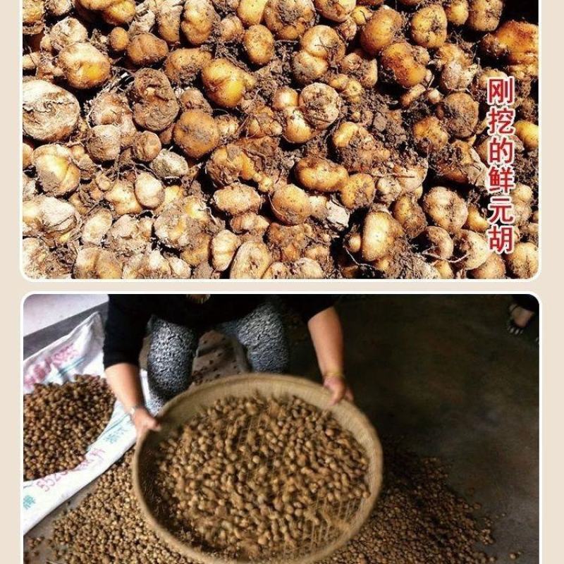 中药材正品新货野生醋元胡制炙元胡个粉胡索片无