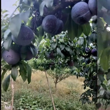 大量供应黑宝石