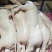 烤乳猪乳猪