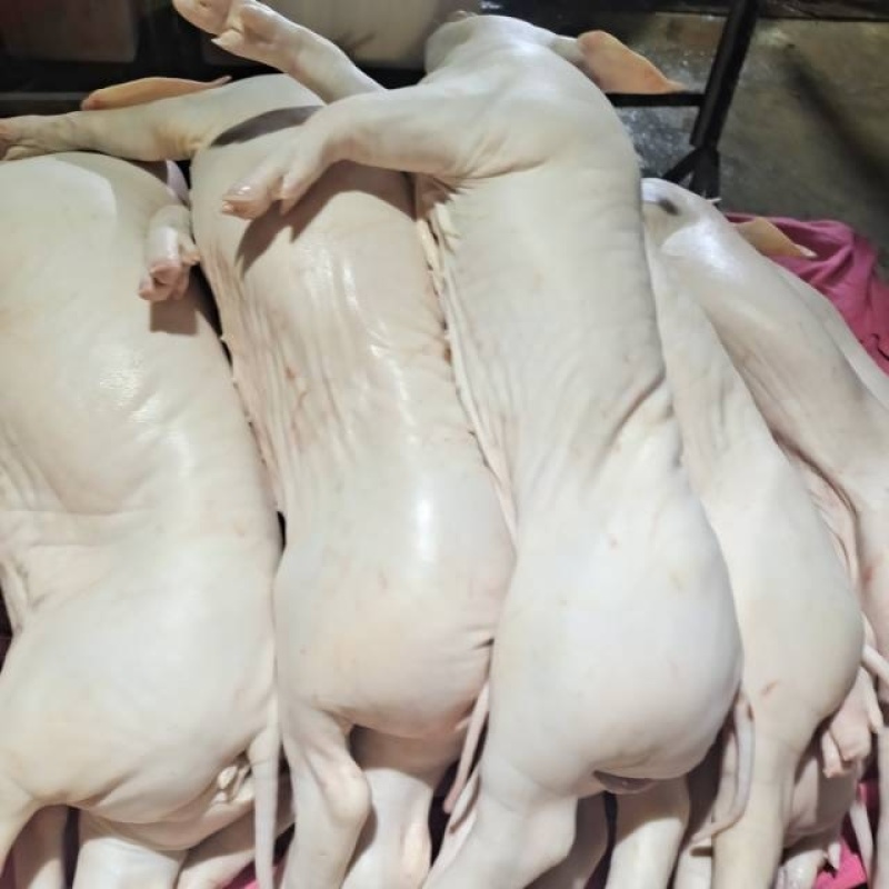 烤乳猪乳猪