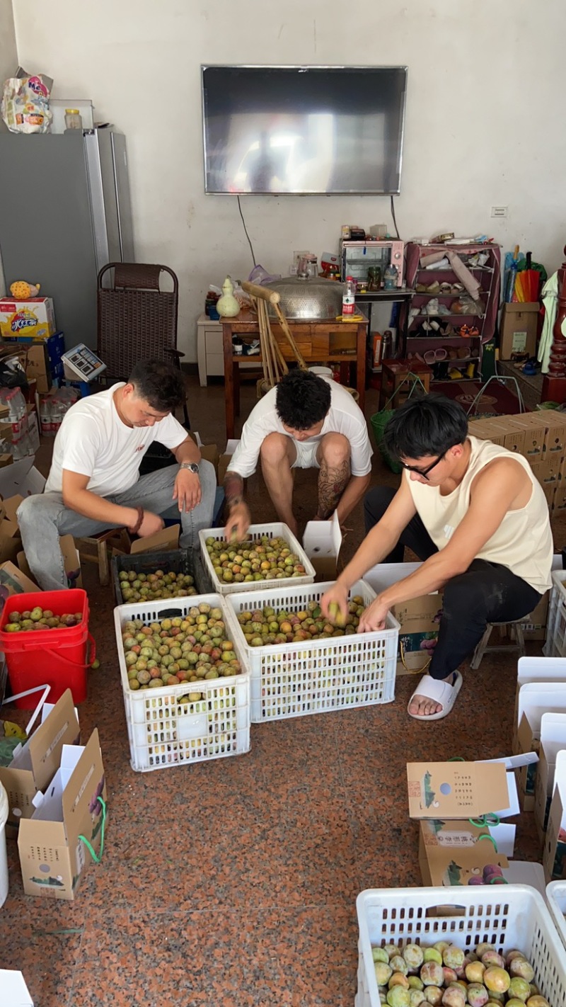 嵊州桃形李