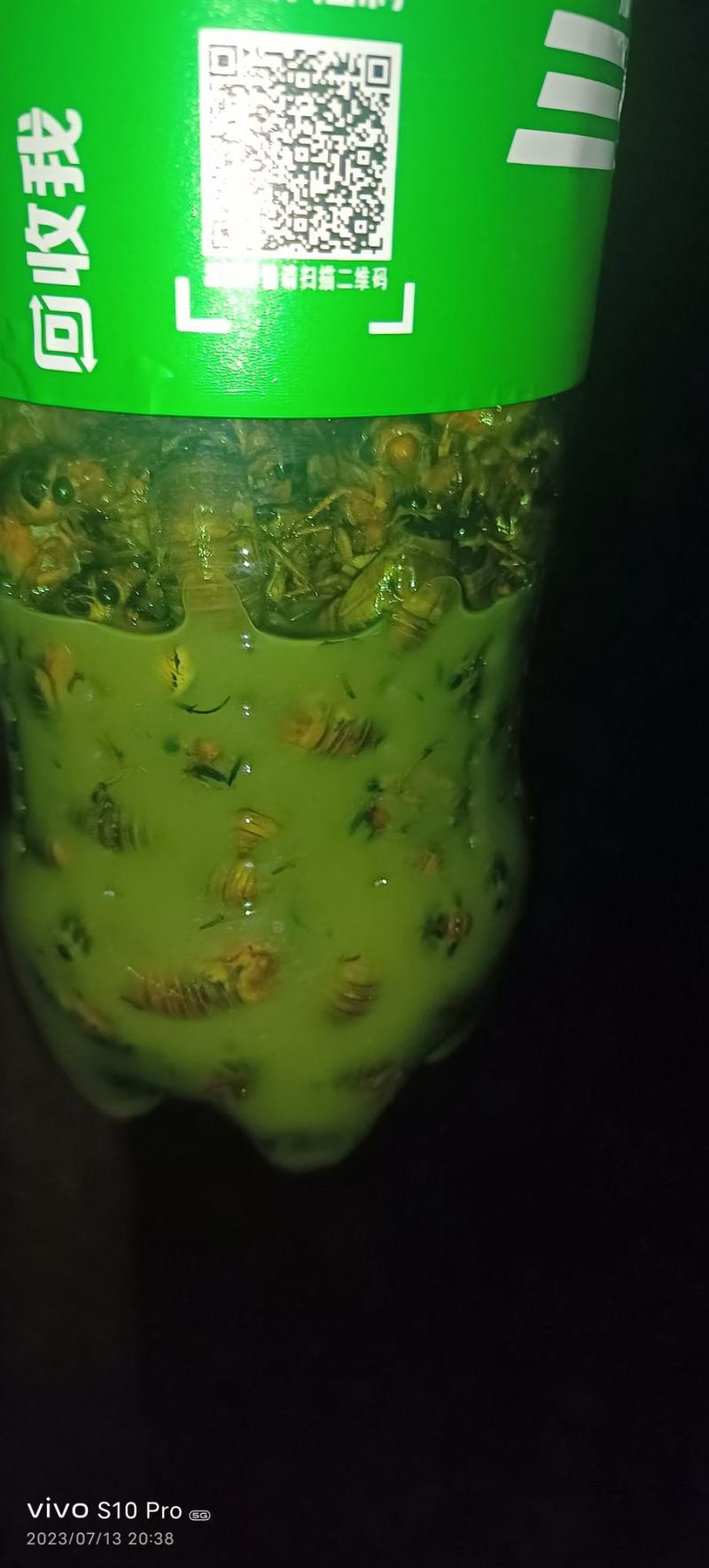 纯野生金蝉，数量有限