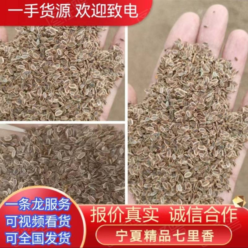 精品千里香产地直供保质保量全国发货一手货源欢迎致电