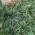 四川绵阳三台自己基地种植麦冬草货量大全年卖货一手价格全国接单