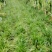 四川绵阳三台自己基地种植麦冬草货量大全年卖货一手价格全国接单