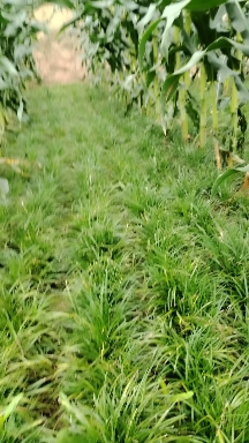 四川绵阳三台自己基地种植麦冬草货量大全年卖货一手价格全国接单