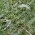 四川绵阳三台自己基地种植麦冬草货量大全年卖货一手价格全国接单