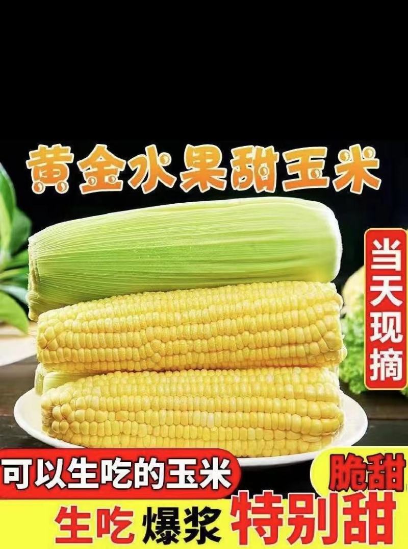 河北水果玉米一手货源量大从优品质保证欢迎客户来电咨询