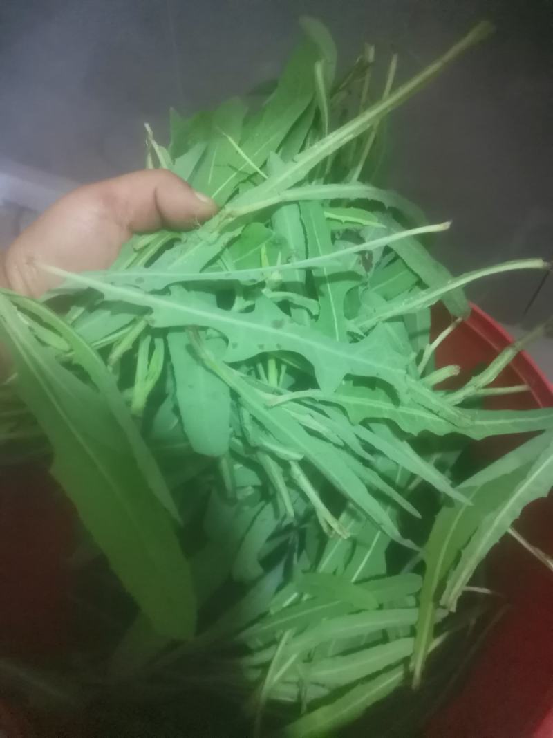【苦苦菜】