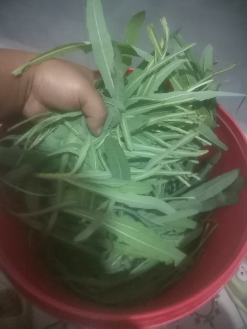 【苦苦菜】