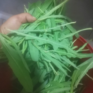 【苦苦菜】