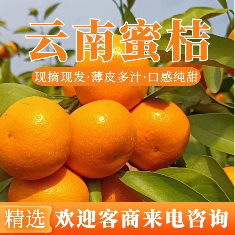 云南早熟蜜桔产地大量供货！量大价格从优！