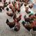红公鸡，4-6斤，防疫齐全，鸡群健康，量大送货