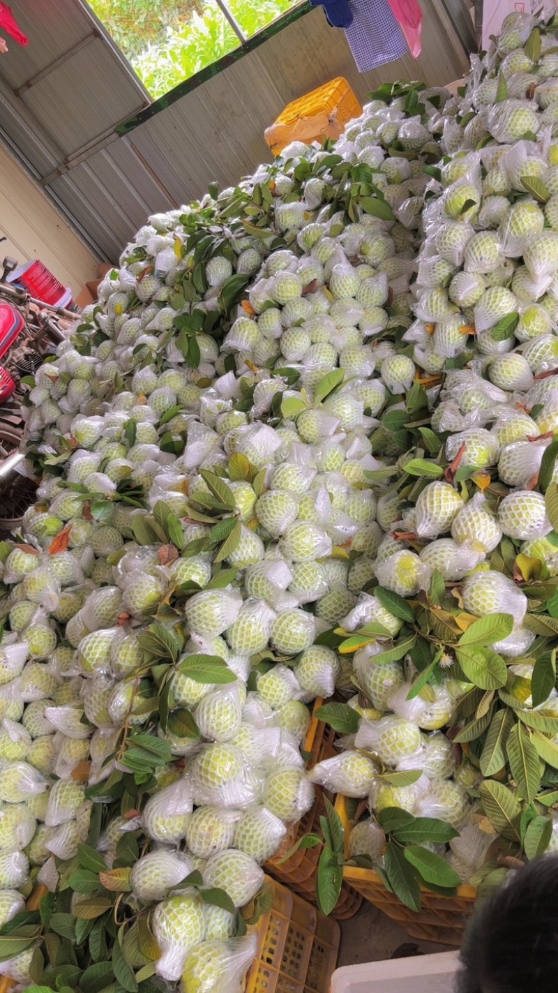 珍珠番石榴产地直发。承接电商保质保量，欢迎来电咨询