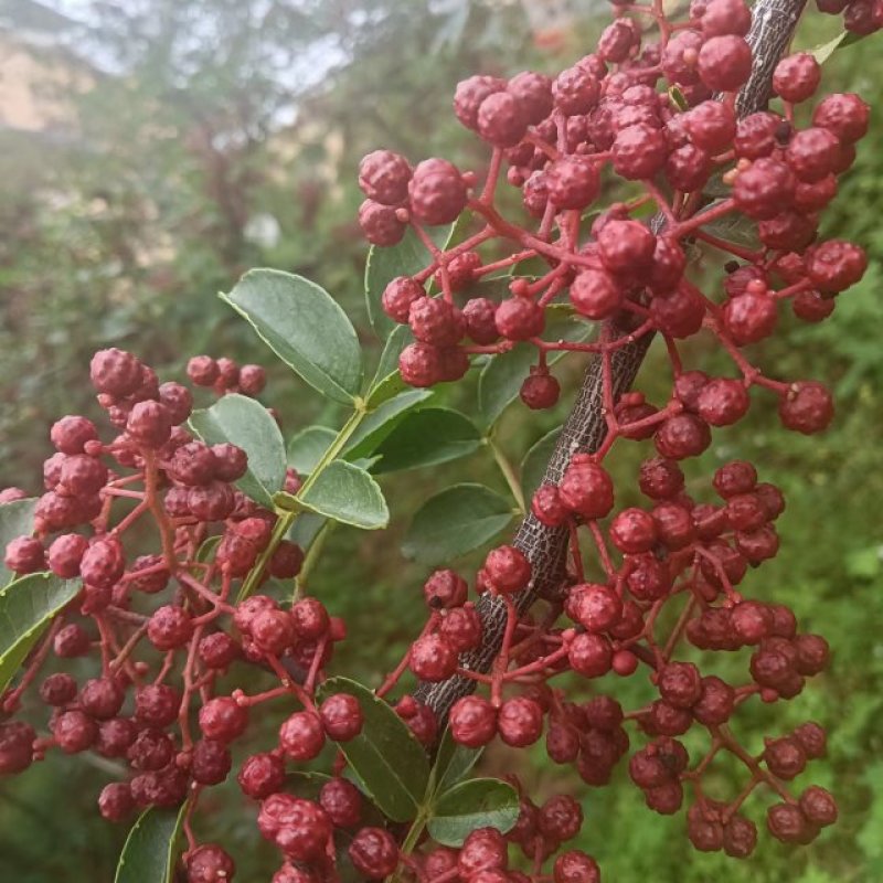 汉源红花椒上市了