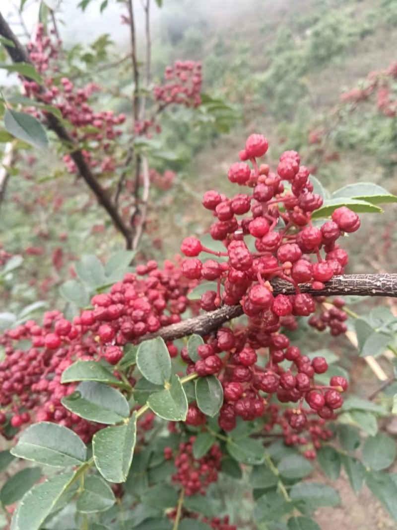 汉源红花椒上市了