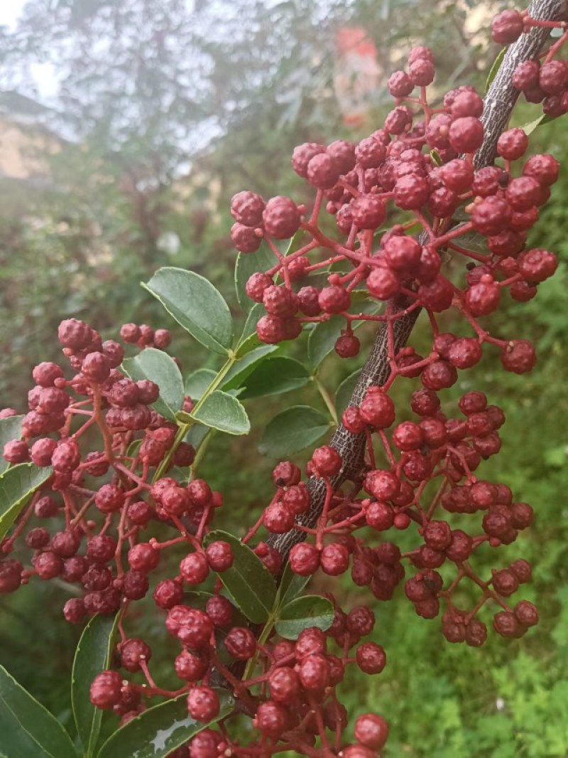 汉源红花椒上市了