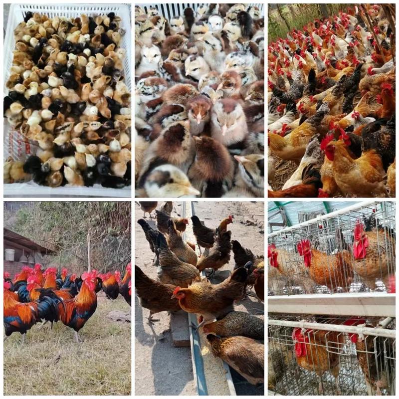 华北柴鸡，出售各日龄的脱温鸡，防疫齐全，保质保量。