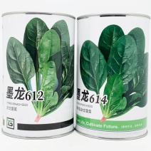 墨龙612墨龙614菠菜种子春秋杂交抗病椭圆红根菠菜种子