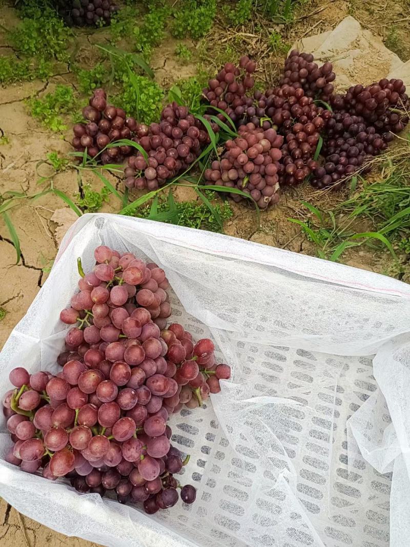 河北邯郸红无核葡萄大量上市，质优价廉，欢迎您来