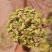 白芷籽，纯新二年生移栽白芷种子，质量纯正度百分之九十九以