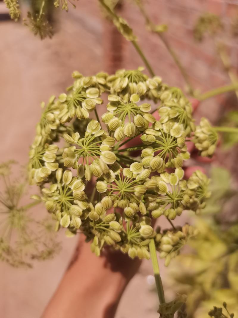 白芷籽，纯新二年生移栽白芷种子，质量纯正度百分之九十九以