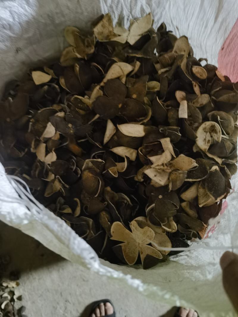 5年四花青皮