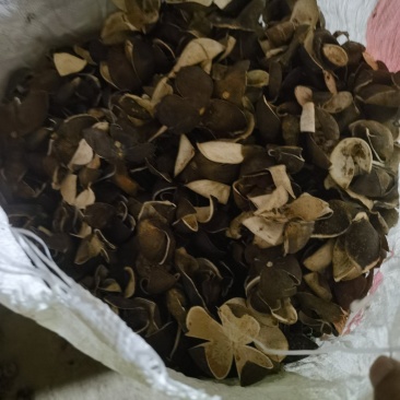 5年四花青皮