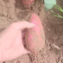 基地种植，春季红薯！优质西瓜红蜜薯！预售7月20开挖！
