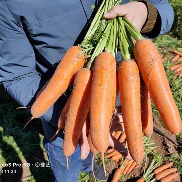 杂交一代中早熟胡萝卜品种三红率高膨果快收尾早22厘米