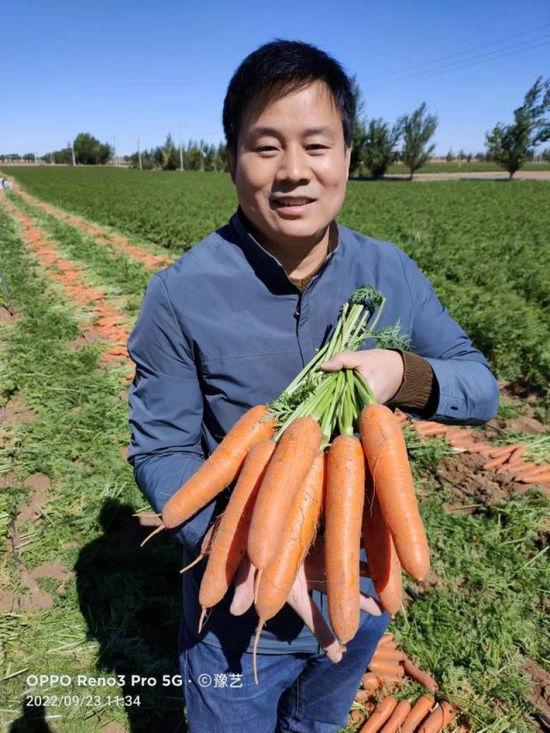 杂交一代中早熟胡萝卜品种三红率高膨果快收尾早22厘米