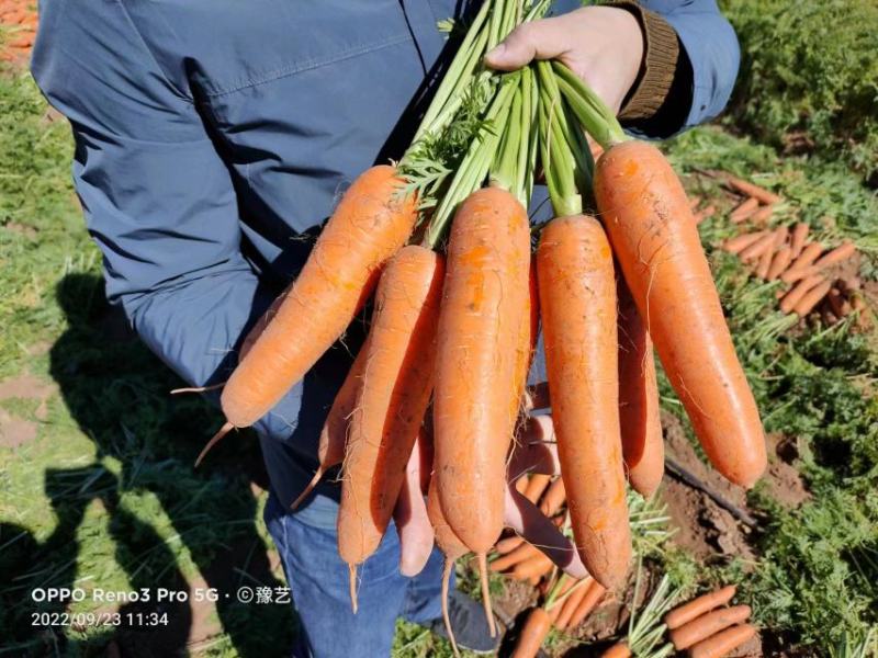 杂交一代中早熟胡萝卜品种三红率高膨果快收尾早22厘米