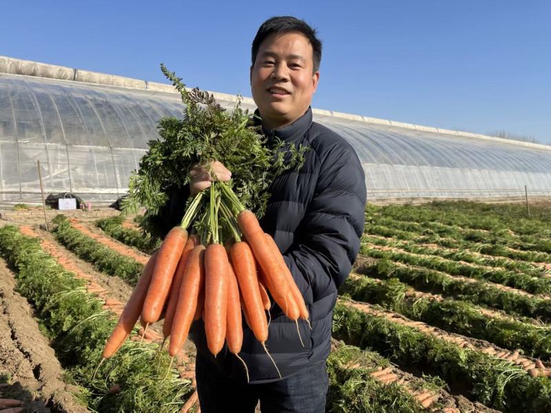 杂交一代中早熟胡萝卜品种三红率高膨果快收尾早22厘米