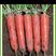 杂交一代中早熟胡萝卜品种三红率高膨果快收尾早22厘米