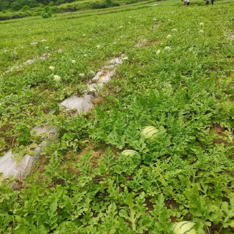 露天麒麟瓜、有美都、8424基地产地直销价格便宜量大无忧