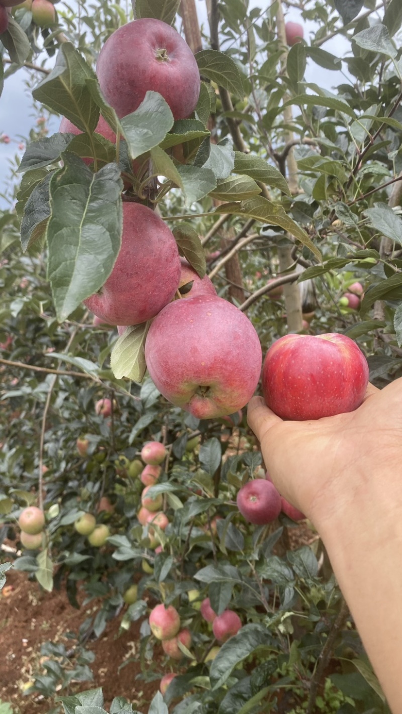 鲁丽苹果现货可以采摘了