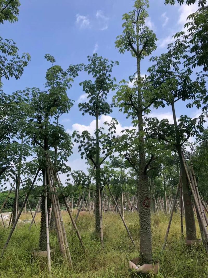广东普宁美人树基地发货欢迎咨询，实地看货从业多年量大从优