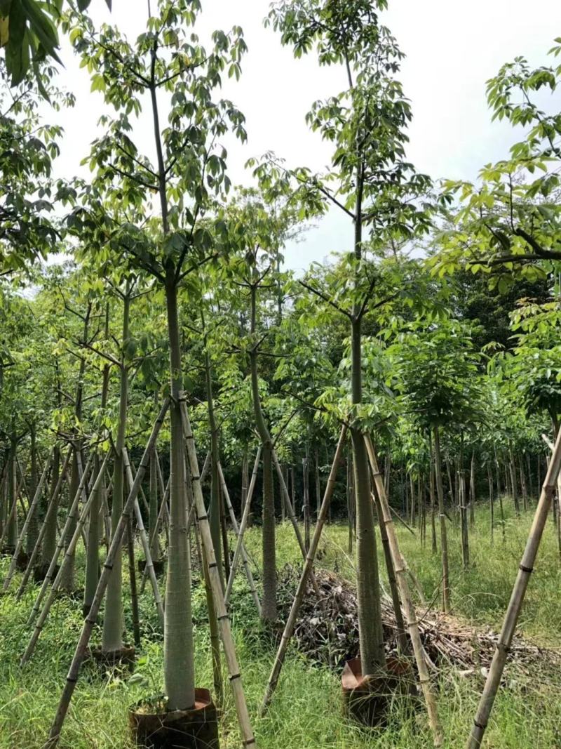 广东普宁美人树基地发货欢迎咨询，实地看货从业多年量大从优