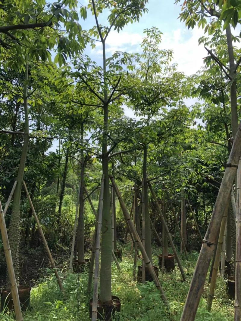 广东普宁美人树基地发货欢迎咨询，实地看货从业多年量大从优