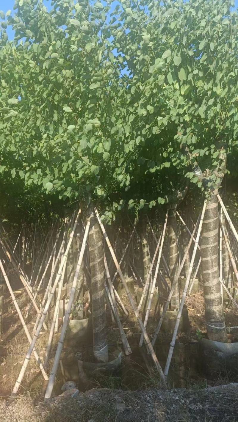 广东宫粉紫荆大量有货，欢迎咨询实地看货。