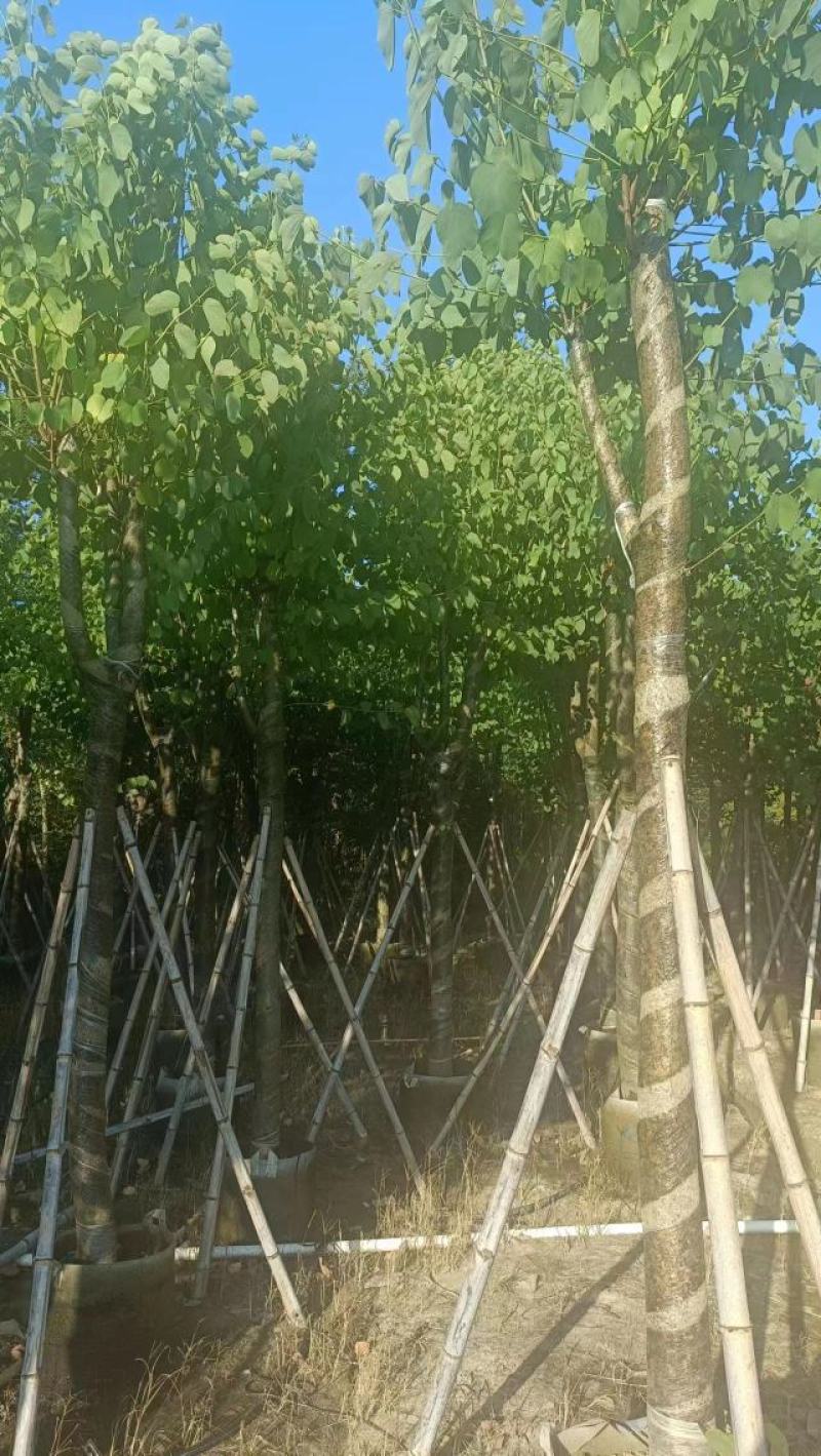 广东宫粉紫荆大量有货，欢迎咨询实地看货。