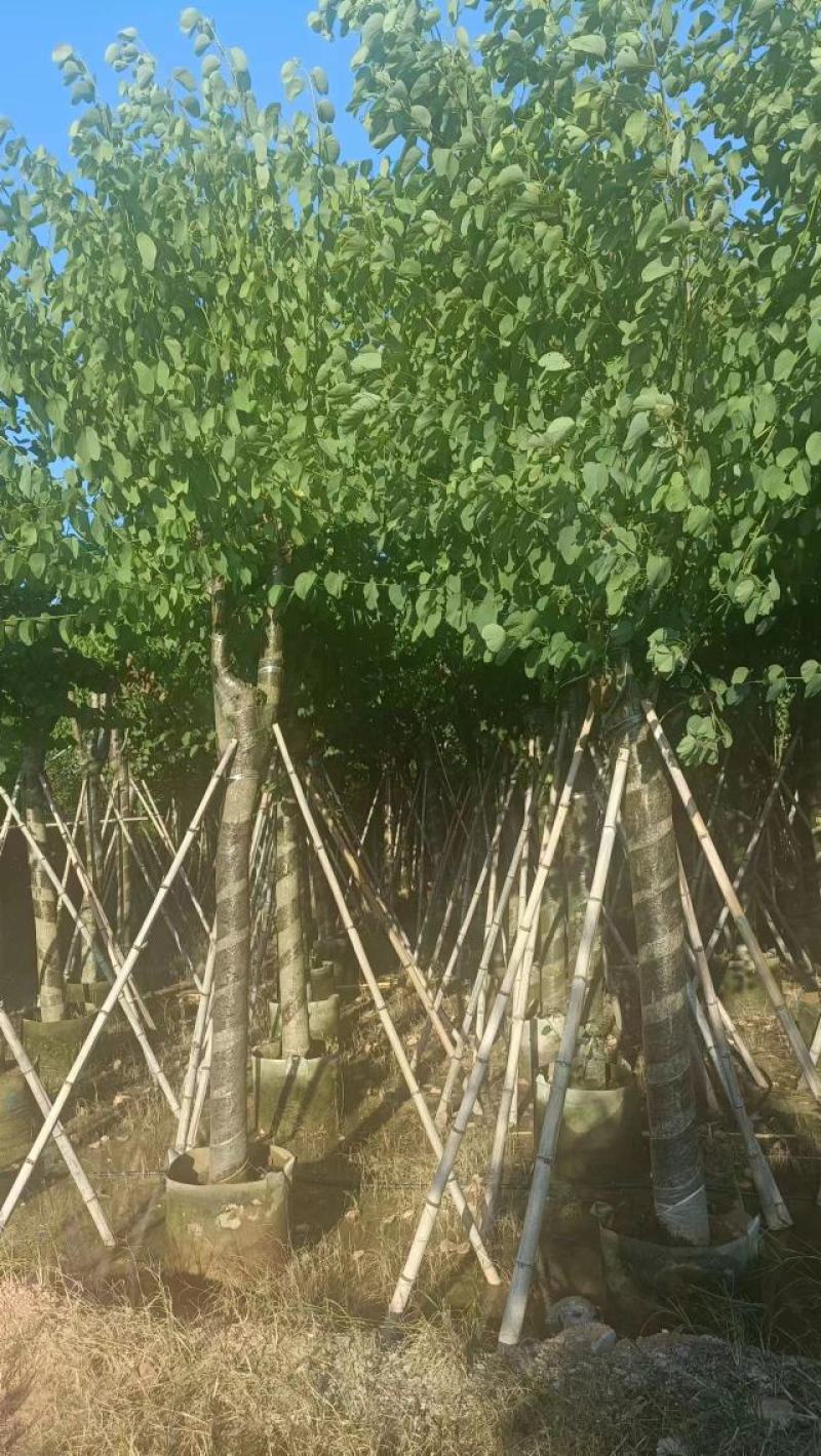 广东宫粉紫荆大量有货，欢迎咨询实地看货。