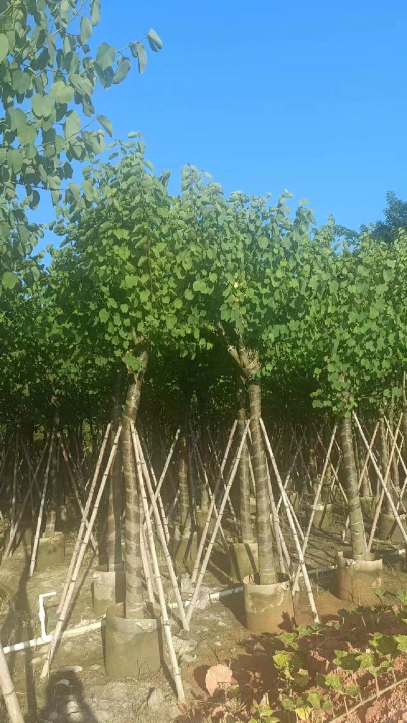 广东宫粉紫荆大量有货，欢迎咨询实地看货。